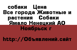 собаки › Цена ­ 2 500 - Все города Животные и растения » Собаки   . Ямало-Ненецкий АО,Ноябрьск г.